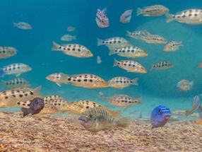 How "supergenes" in fish help to develop new species
