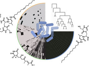 Following the tracks of an extremely adaptive bacterium
