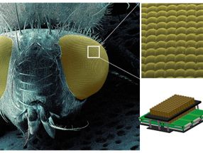 New microscope 96 times faster: watching immune cells race