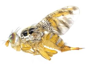 Research team achieves breakthrough in environmentally friendly control of invasive pests