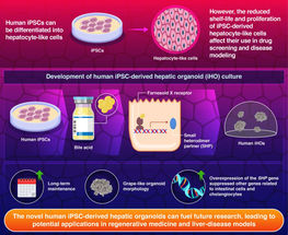 Novel human stem cell-derived liver organoids