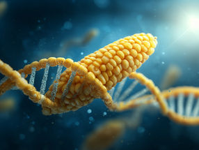 Scientists uncover DNA secrets to bolster corn crop traits