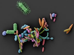 Unexpected side-effect: how common medications clear the way for pathogens
