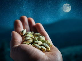 Nighttime pistachio snacking may reshape gut microbiome in prediabetic adults