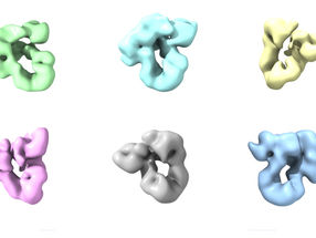 New Insights into Protein Folding Inside Cells