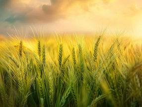 Allergy-Triggering Proteins in Barley Measured Precisely for the First Time