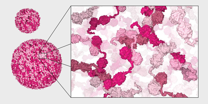 Researchers discover previously unknown "mini-factories" for protein folding