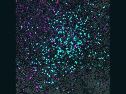 Using bacteria to sneak viruses into tumors