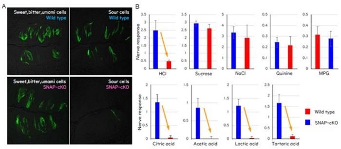 Sensing sour: How SNAP25 powers taste signals and keeps sensory cells alive - SNAP25 enables sour taste perception by supporting both signal transmission and the long-term survival of type III taste cells