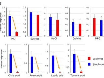 Sensing sour: How SNAP25 powers taste signals and keeps sensory cells alive