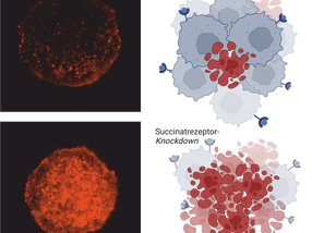 Controlling the metabolism of cancer cells