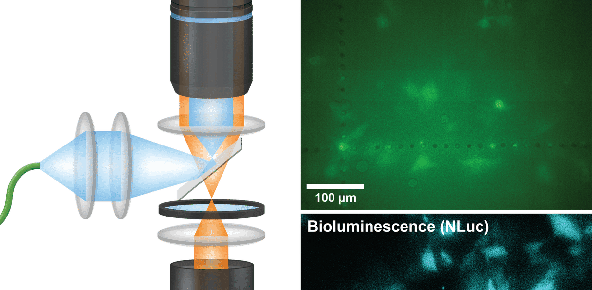 New Microscope Brings Glowing Cells into Focus