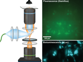 New Microscope Brings Glowing Cells into Focus