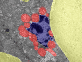 Beyond classic stress signalling: how mitochondrial stress softens the cell nucleus and alters cellular identity